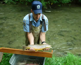 Brown Trout From Big Spring Survey