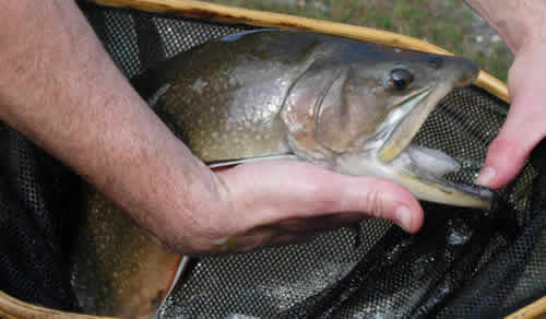 Massive Wild Brook Trout From Conewago Fly Fishers at www.flyfisher.com
