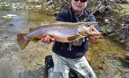 25 Inch Wild Brown Trout From Conewago Fly Fishers Private Water