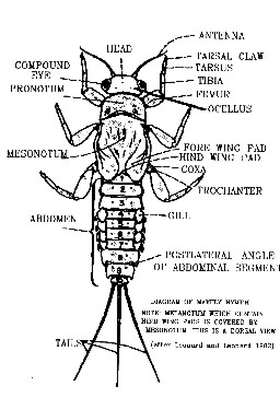 Fly Fishing: Mayfly Nymph Diagram