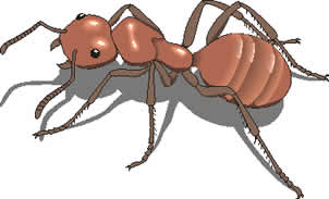 Terrestrials Red Ant From Fly Fishing for Summer Trout at www.flyfisher.com