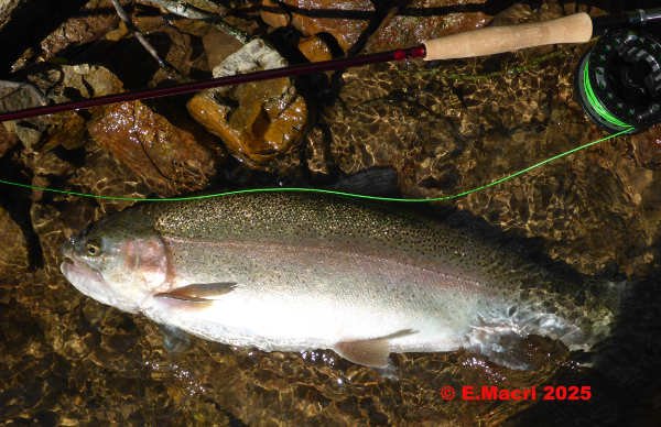Massive Wild Rainbow Trout from Conewago Creek