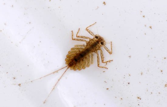 mayfly