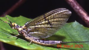 green Drake mayfly