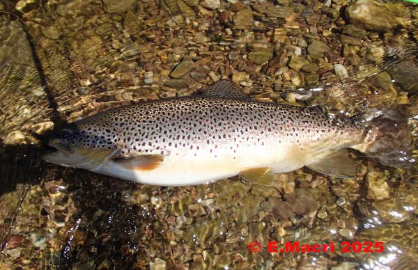 Massive Wild Brown Trout from Conewago