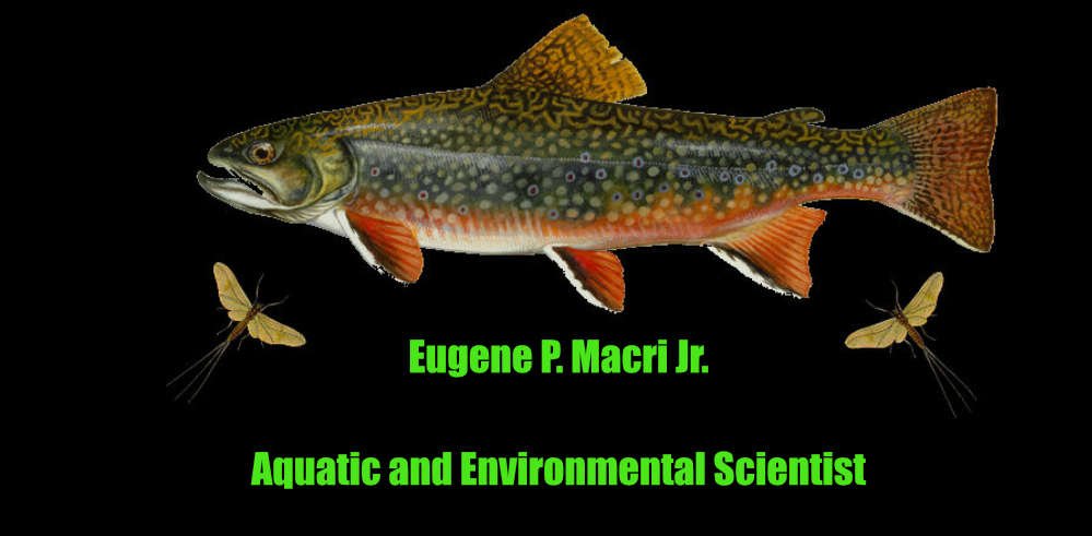 Brook Trout and Mayflies with Heading for Eugene Macri