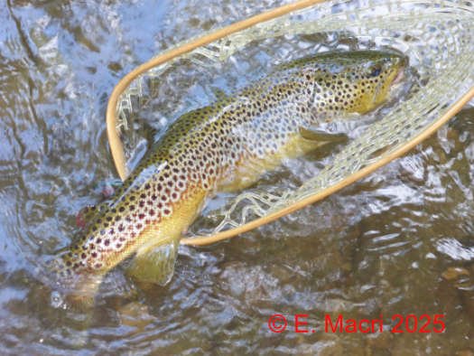wild brown on Conewago creek